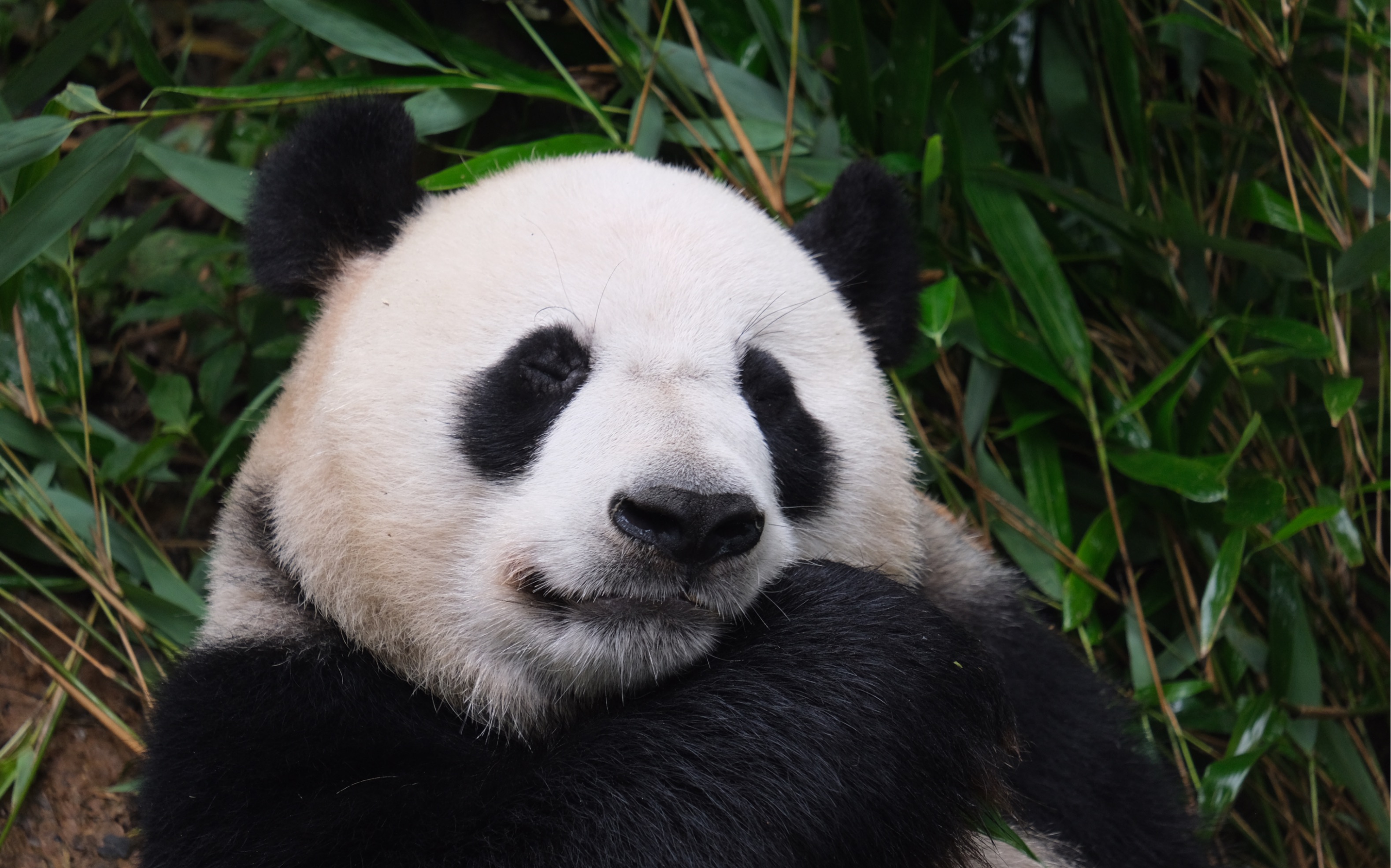 【原创】先做个称职的黑白猪摄影师吧_哔哩哔哩_bilibili