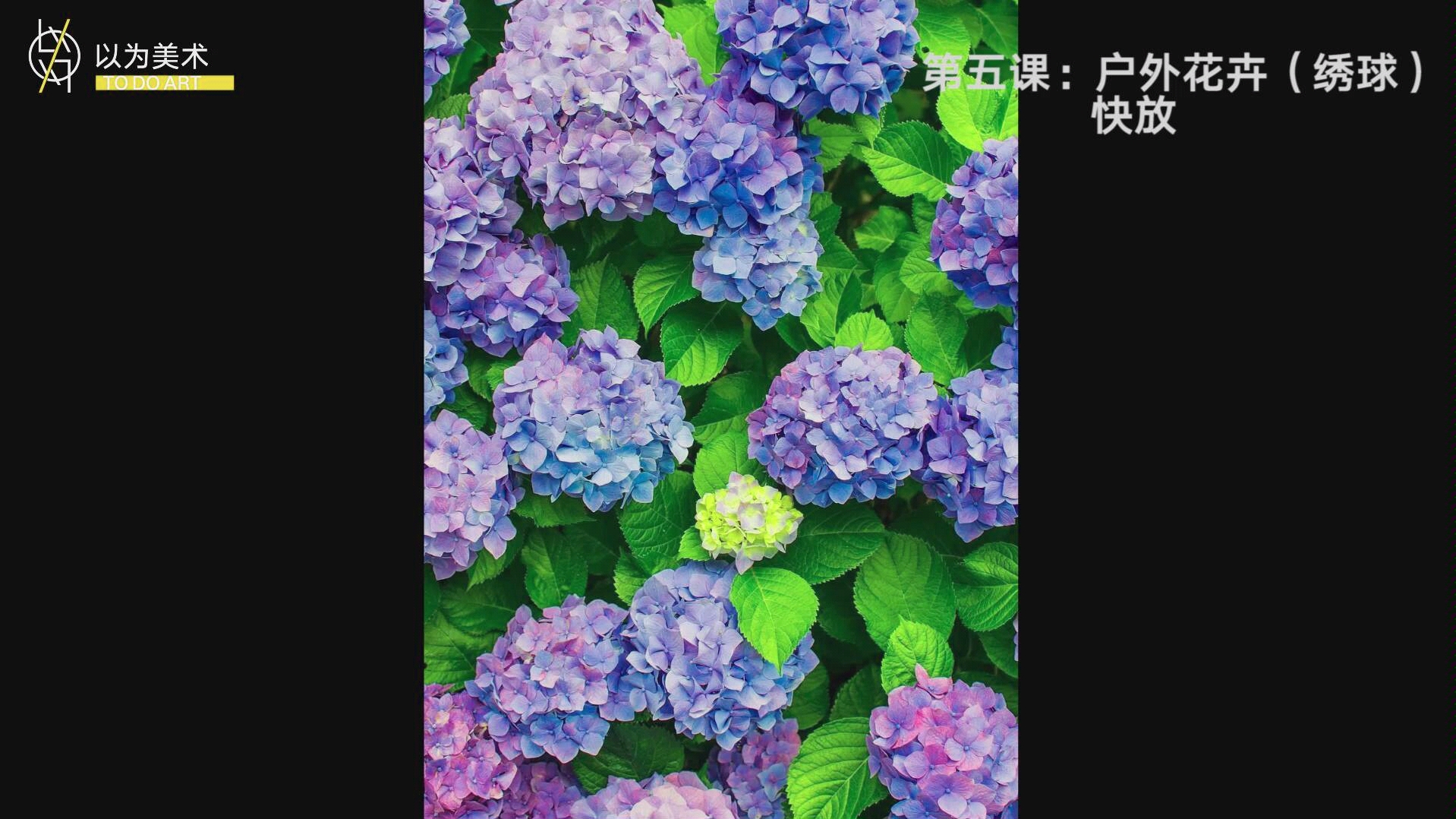 【水彩】老王水彩入门(花卉)绣球画法哔哩哔哩bilibili