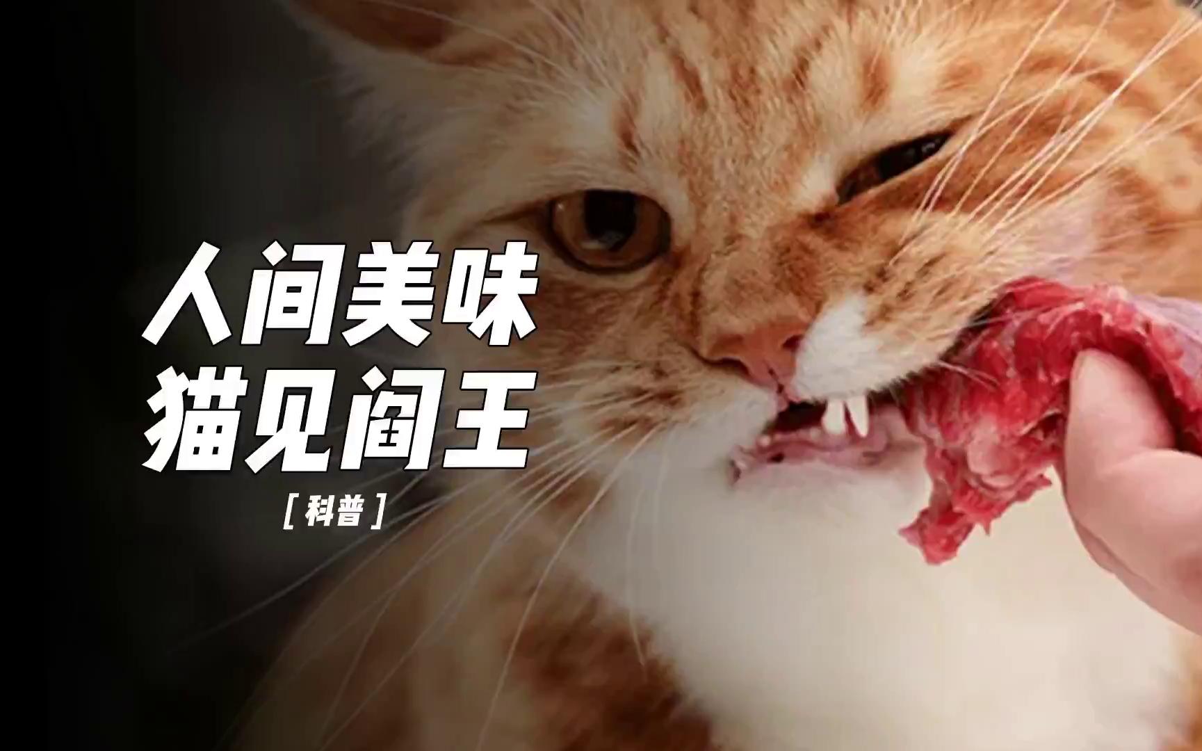 猫咪坚决不能吃的几种食物,吃了后果不堪设想哔哩哔哩bilibili