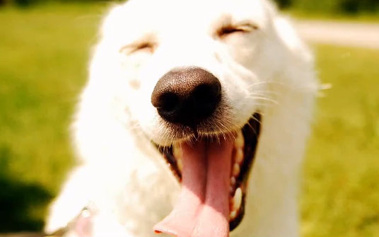 汪星人撒欢合集_哔哩哔哩_bilibili