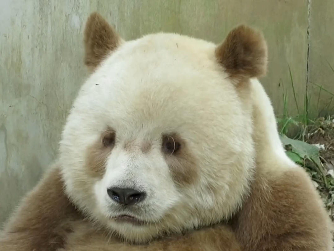 网红大熊猫七仔,唯一一只棕色大熊猫!