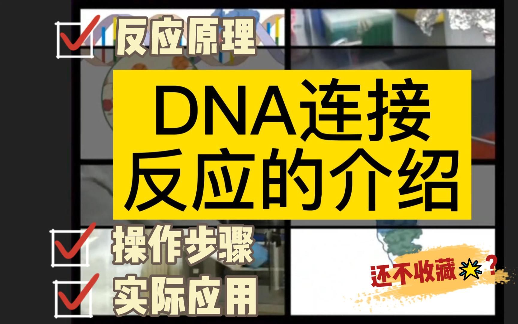 构建过表达载体七|DNA连接反应|DNA连接酶|黏性末端和平口末端|目的片段和载体的比例哔哩哔哩bilibili