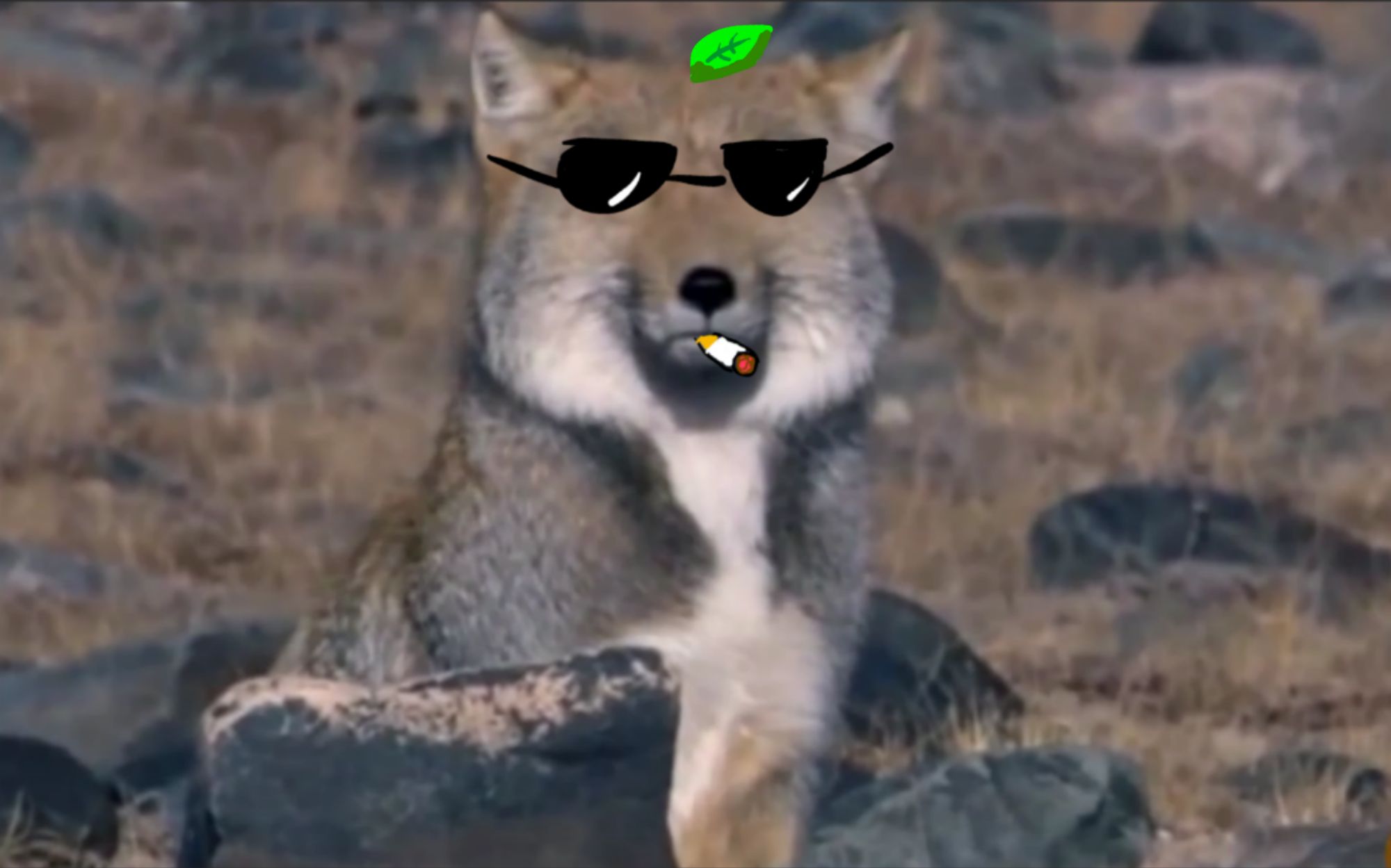 shhshzjz的个人空间 - 哔哩哔哩 ( ゜- ゜)つロ 乾杯~ bilibili