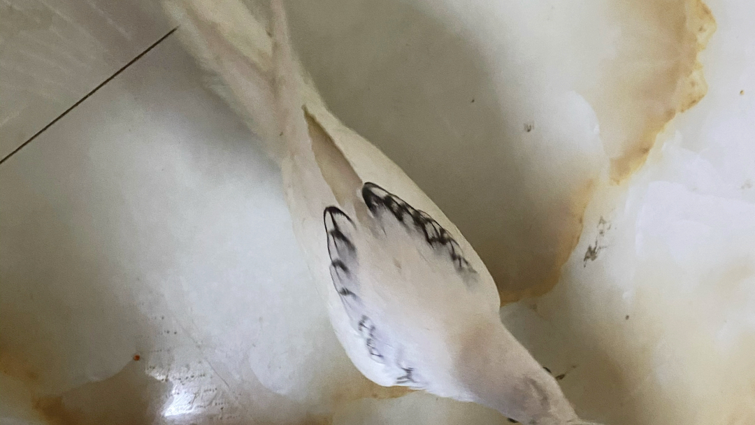 玄凤鹦鹉水墨珍珠龙