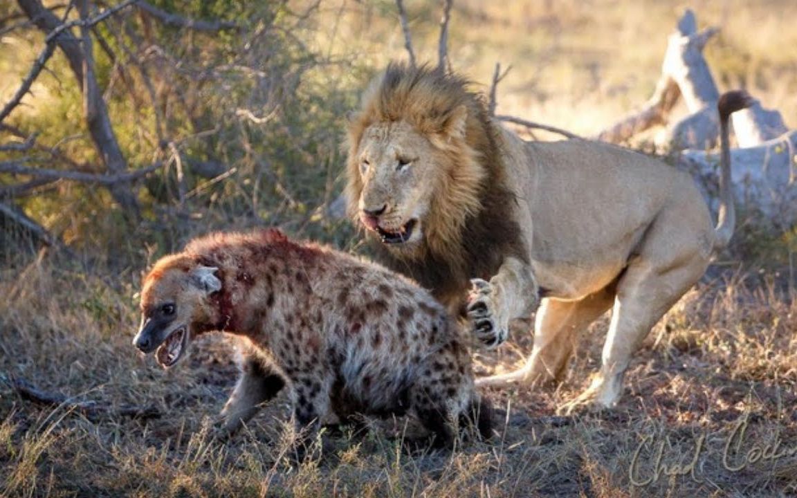 雄狮偷袭鬣狗,反被鬣狗咬瘸,一世英名毁于旦!