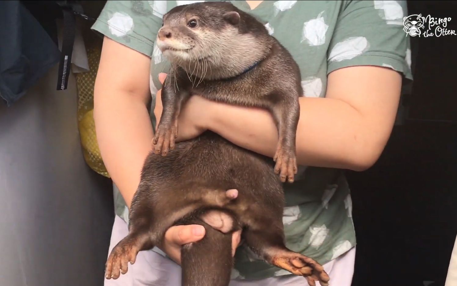 小水獭像个婴儿似的被抱在怀里_哔哩哔哩 (゜-゜)つロ 干杯~-bilibili