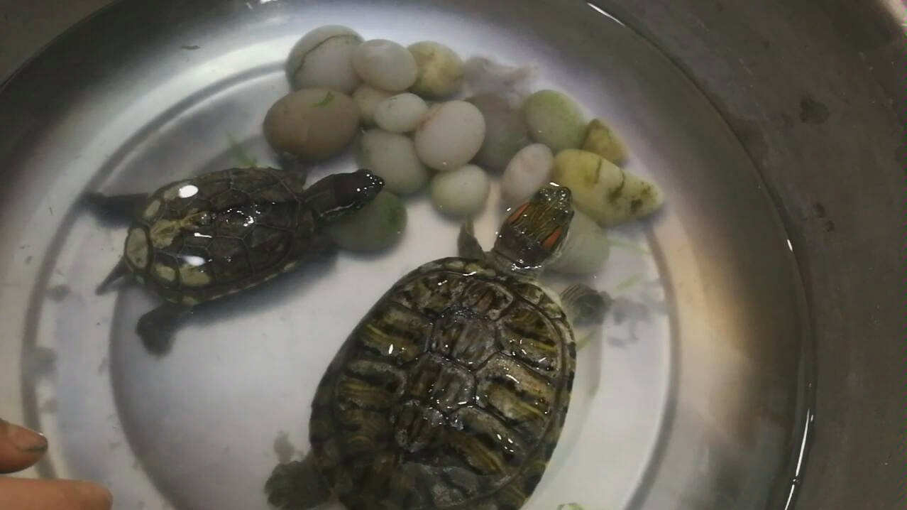 乌龟～吃虾