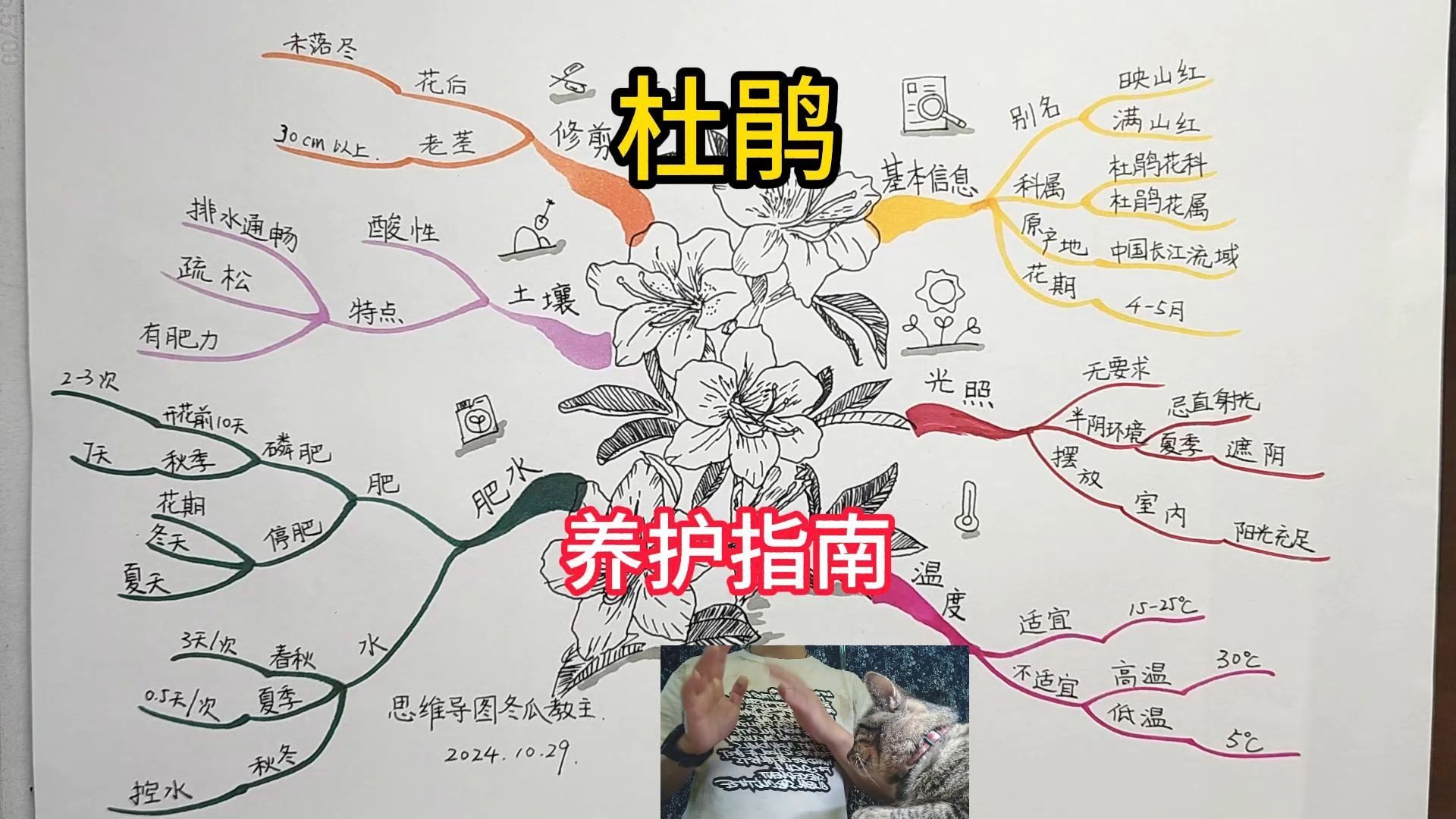 《杜鹃》 思维导图