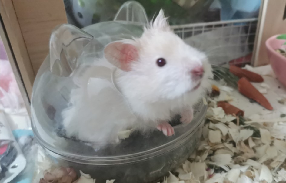 【金丝熊】小家伙在厕所睡觉觉