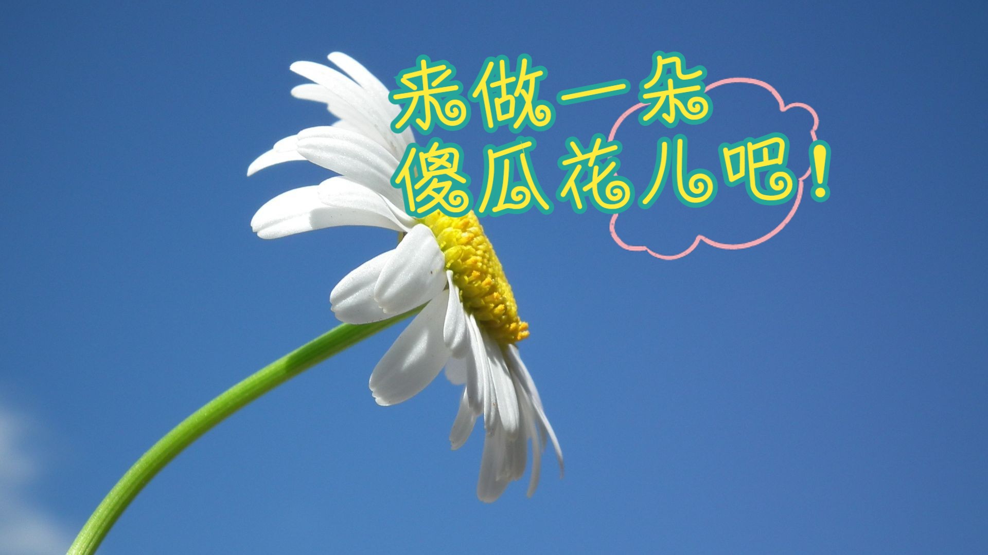 以身作则地成为一朵美丽的傻瓜花吧!