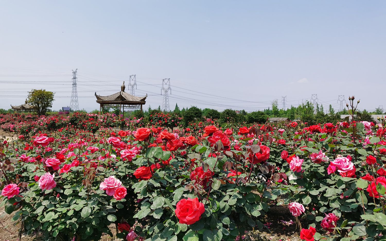 国庆长假到崇州龙腾居月季花园看百万花海