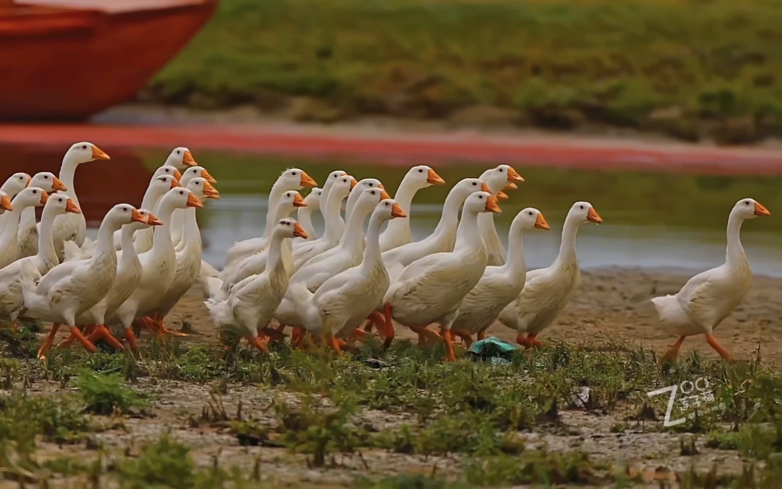 同样是待宰羔羊,依旧保持着可贵的尊严和勇气!