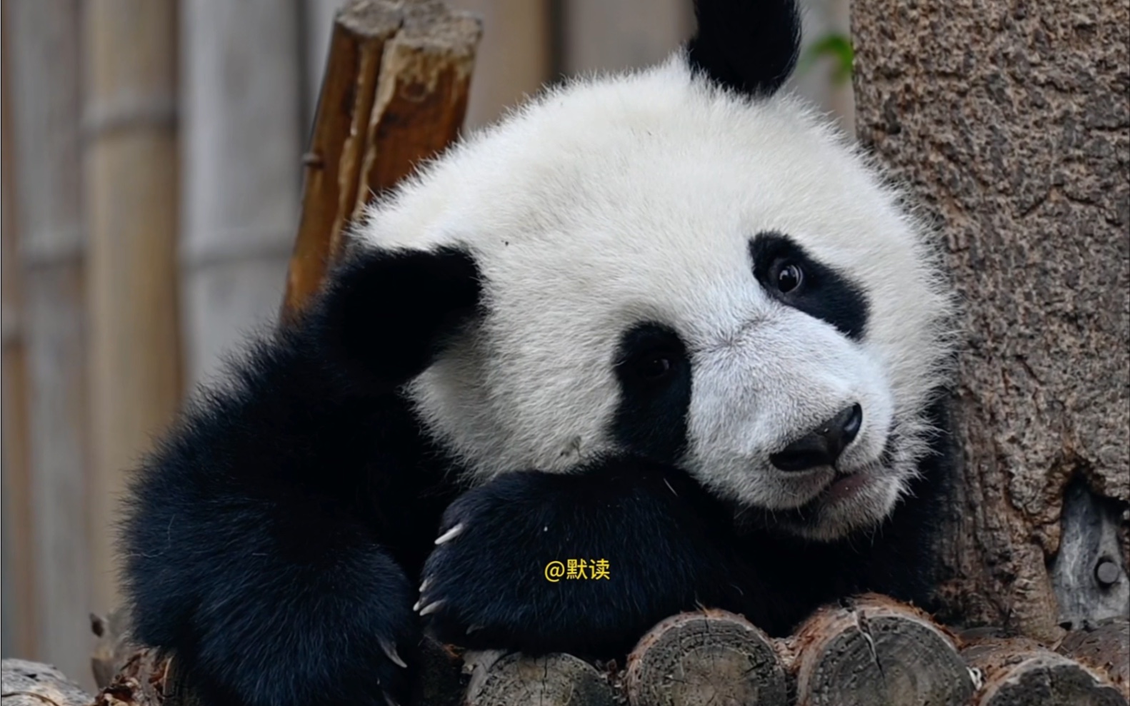 香饽饽蓉烁,被蜜蜂缠上#大熊猫蓉烁 #大熊猫 #国宝不愧是国宝 #来这吸