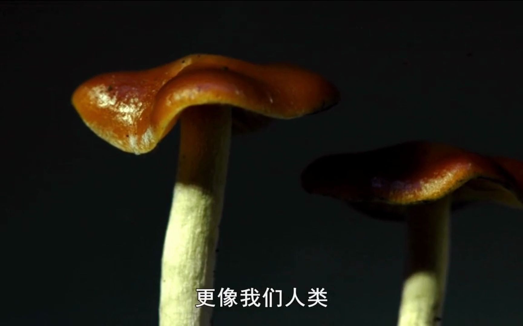 [图]大自然的神奇力量：各种蘑菇的生长过程