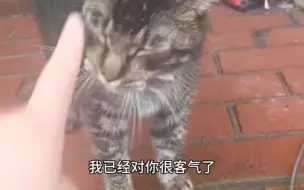 Скачать видео: 有的小猫凭本事流浪