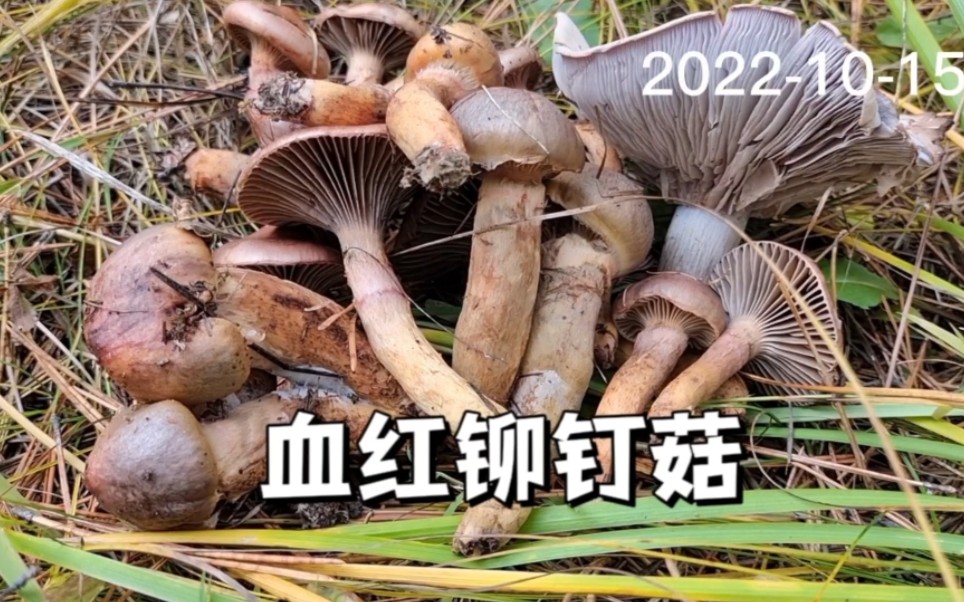 [图]松树伞虽然喜欢长在松树林里，但是树如果太密的话，反而没有蘑菇