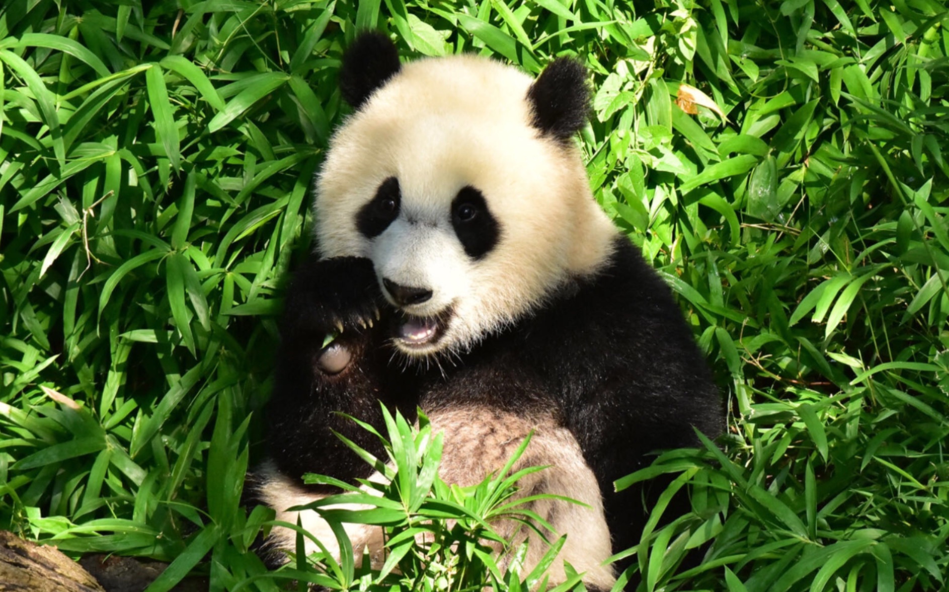 旅美大熊猫小奇迹,美香"沙拉地"快乐野食