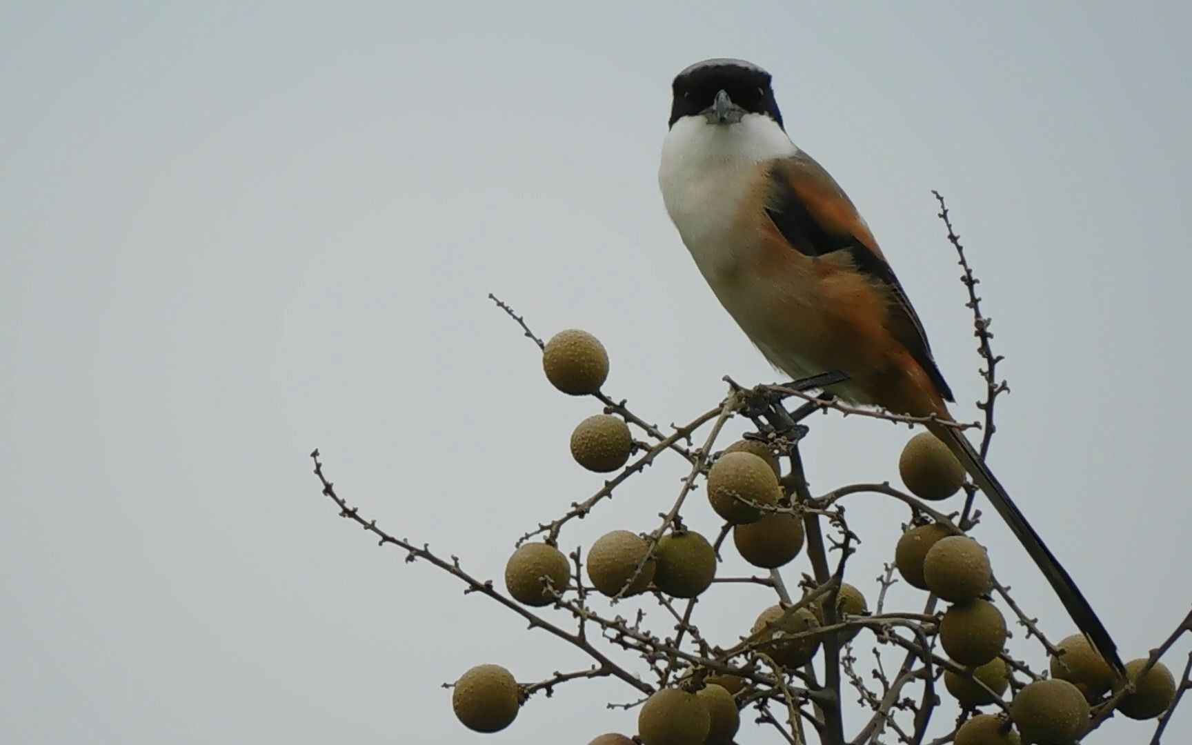 龙眼上的棕背伯劳