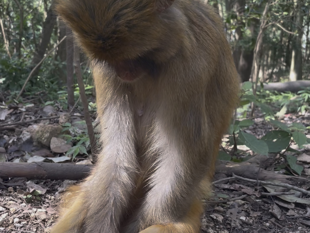 小猴子在伤心的哭!