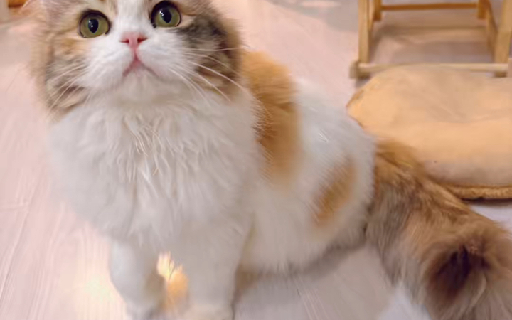 我家小甜妹——溜溜,一只彩金三花米努特,它是正常腿的米努特,体态