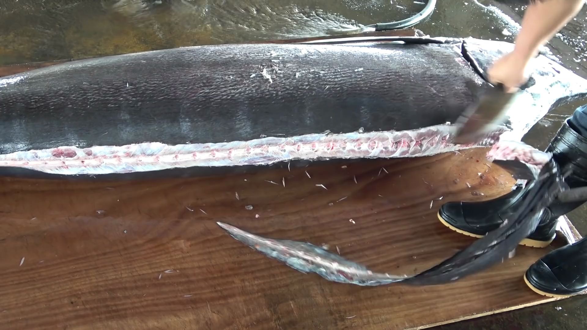 500磅巨型马林鱼切成薄片刺身