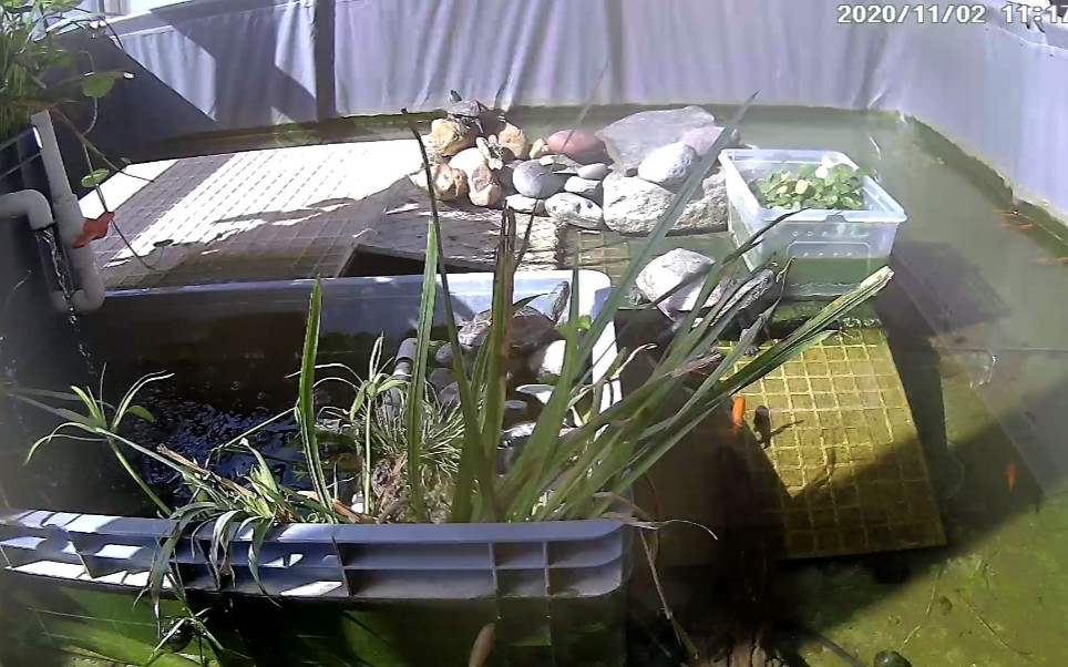 沼泽过滤大法好,生态养龟,想生病都难.