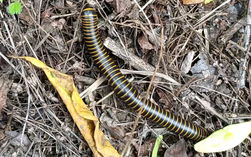 金环马陆(千足虫)