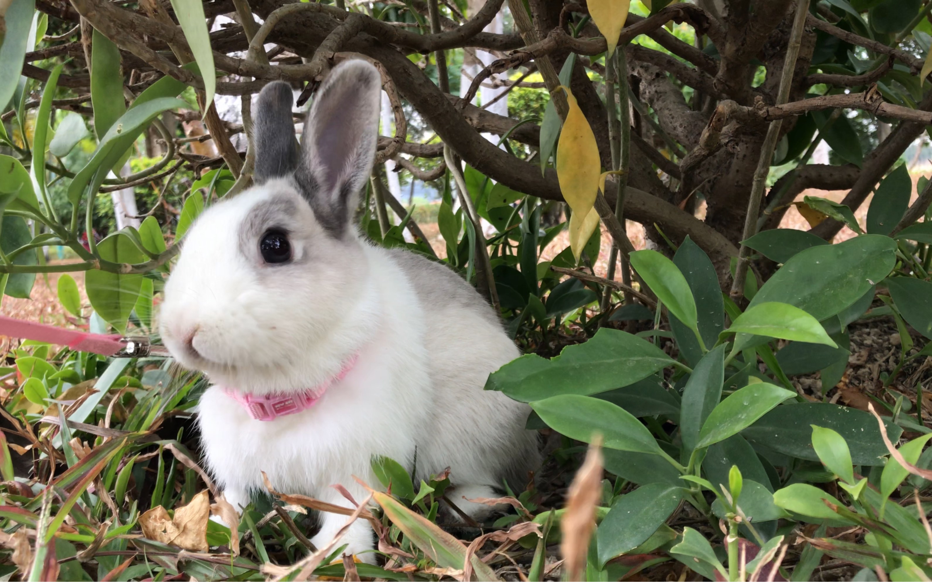 【兔星球】春节带兔子出去玩,糖果累成猪了.(内含兔子外出小知识)