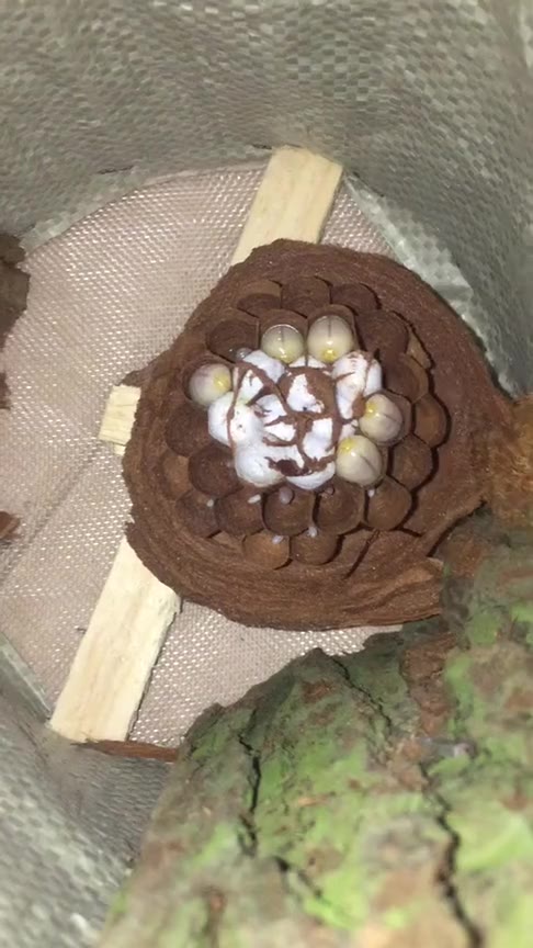 看鬼头蜂是如何孵化的