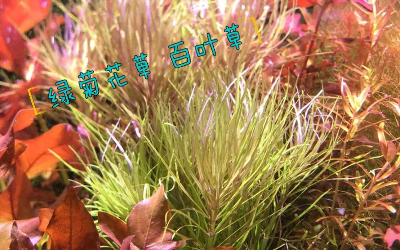 【热带鱼】绿菊花草 百叶草 紫百叶 (4)哔哩哔哩bilibili