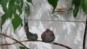 下载视频: 华丽果鸠带崽沐浴