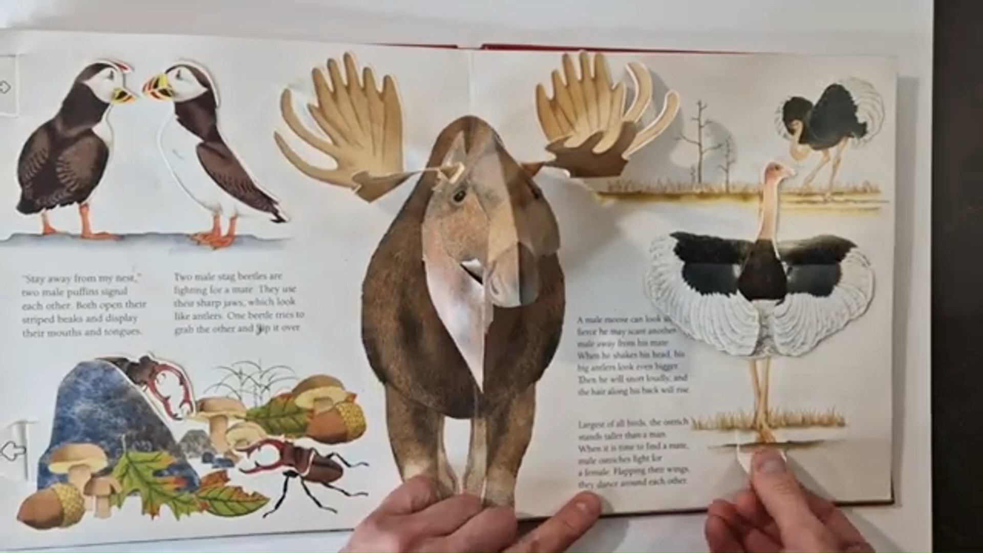 立体书——动物炫耀