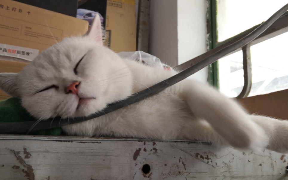 手搓猫头,五元一份(●°u°●) 」_哔哩哔哩 (゜-゜)つロ 干杯~-bili