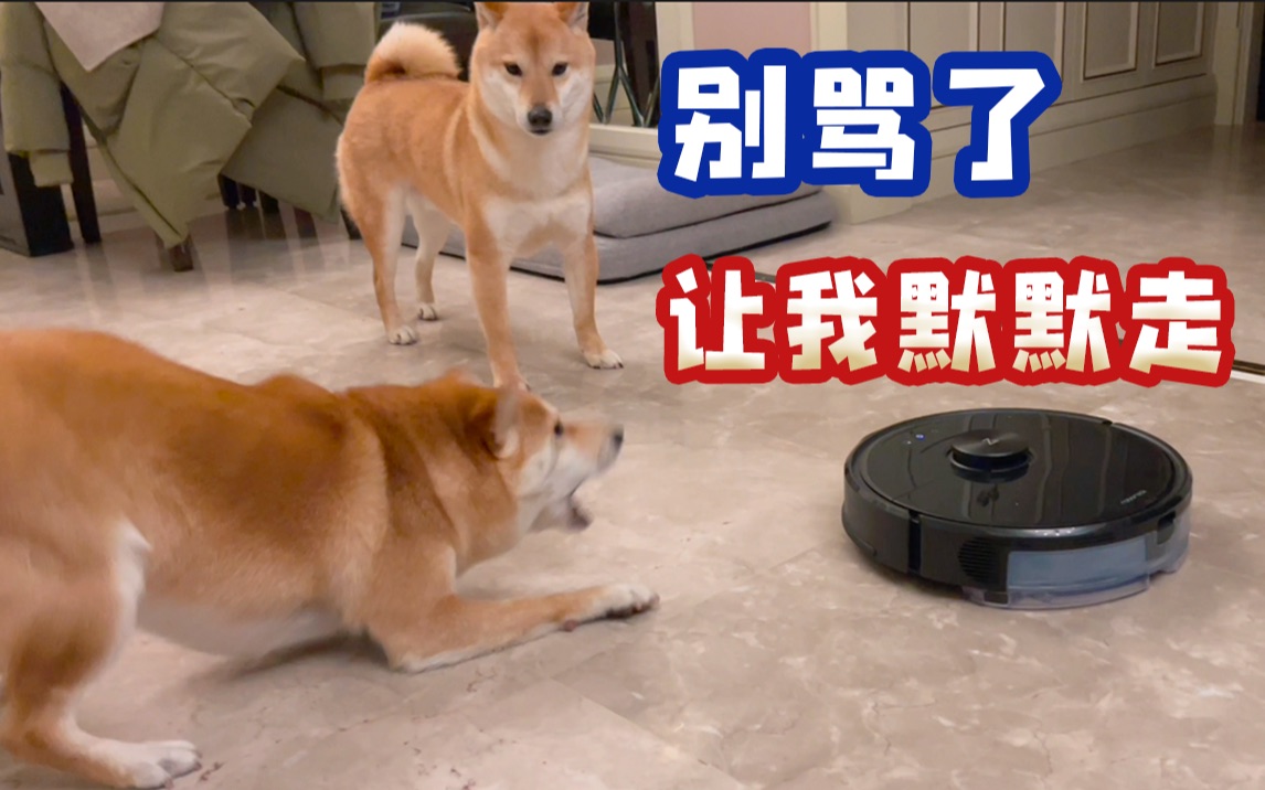 [图]柴犬面对世仇 爆发惊声尖叫