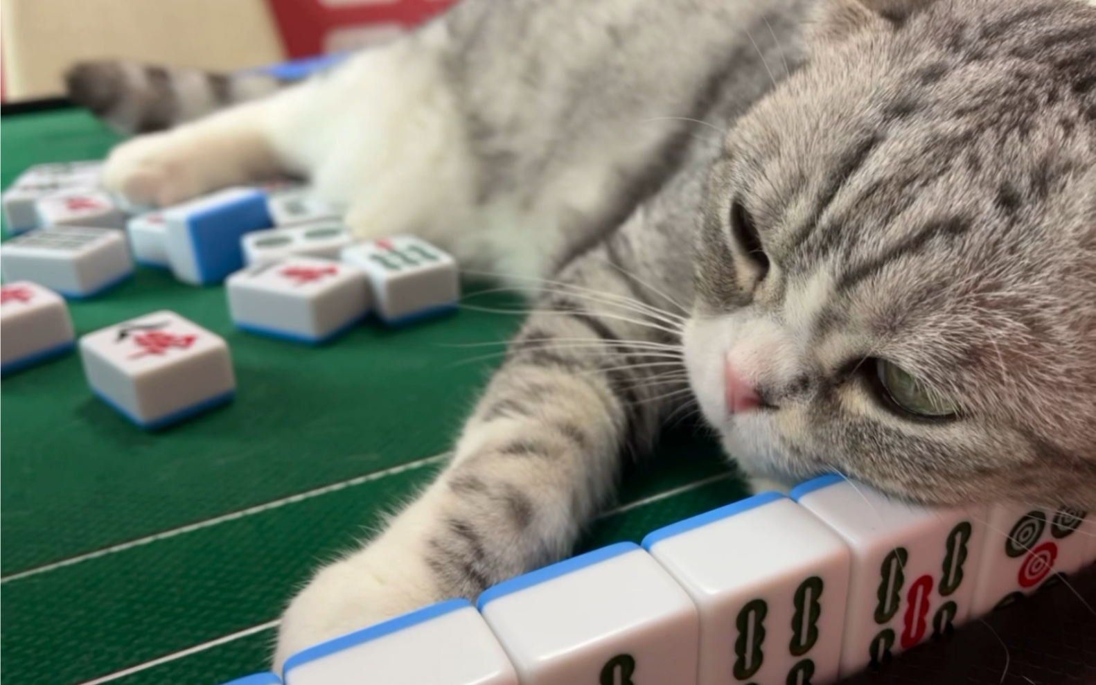猫猫也喜欢麻将呀