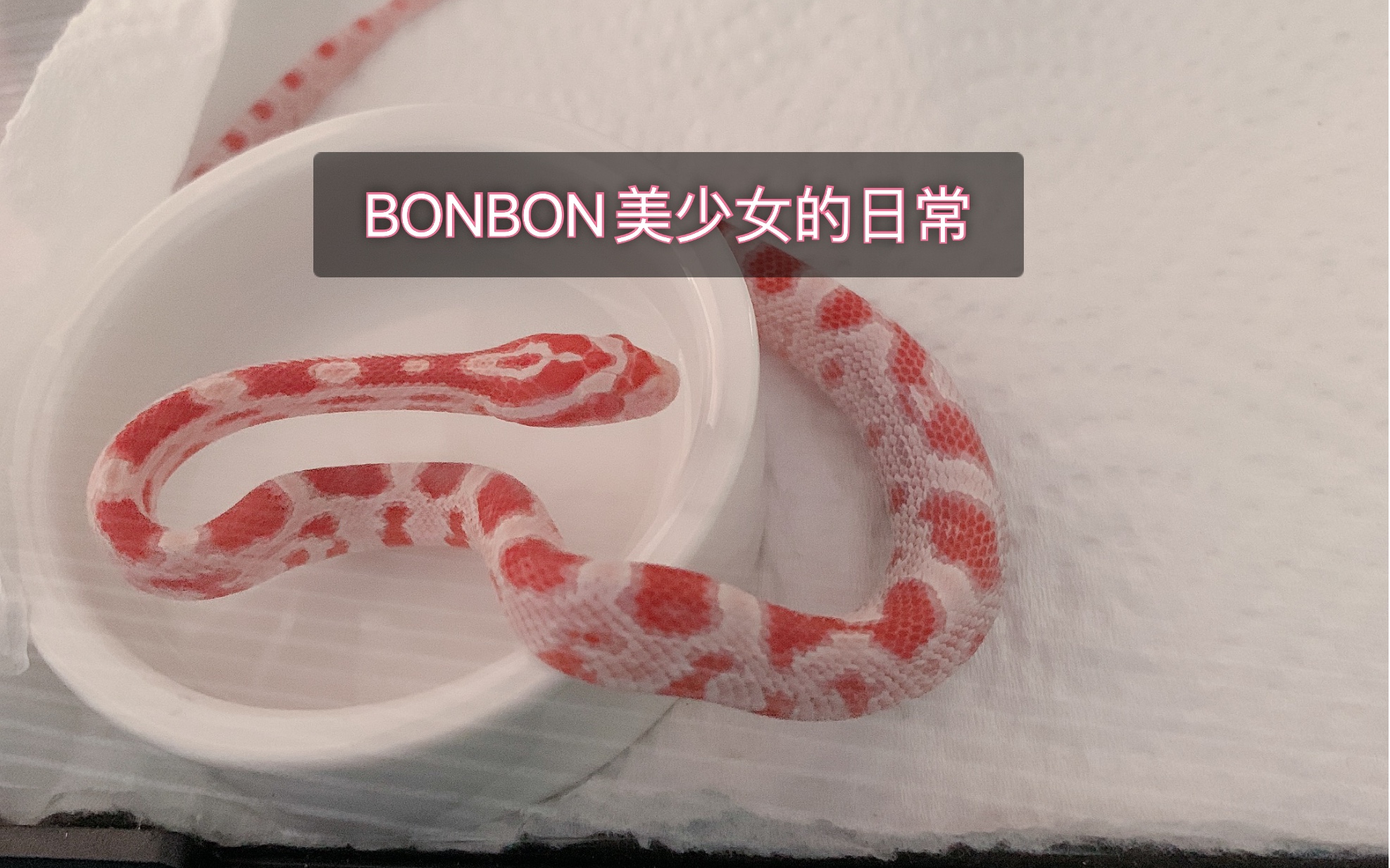 bonbon糖果玉米蛇美少女第一次吃饭