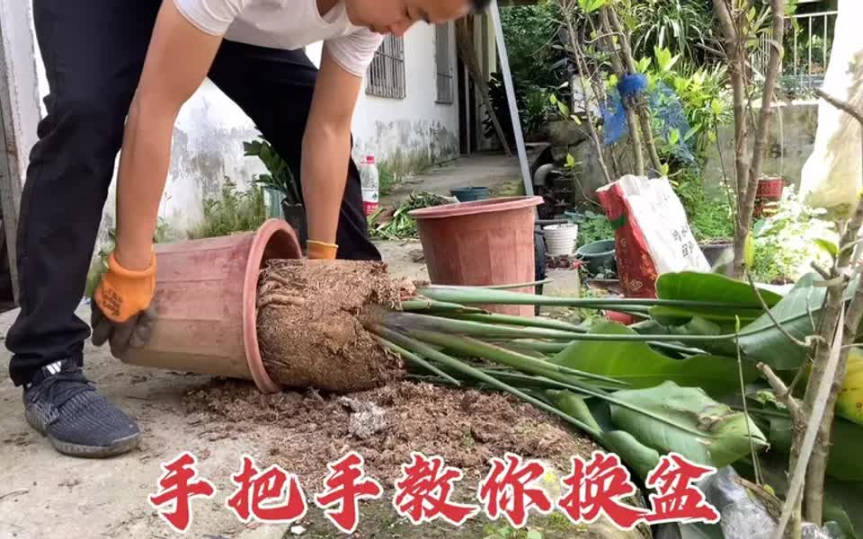 天堂鸟(鹤望兰)黄叶,叶片卷曲,掌握这些换盆技巧通通搞定哔哩哔哩bilibili