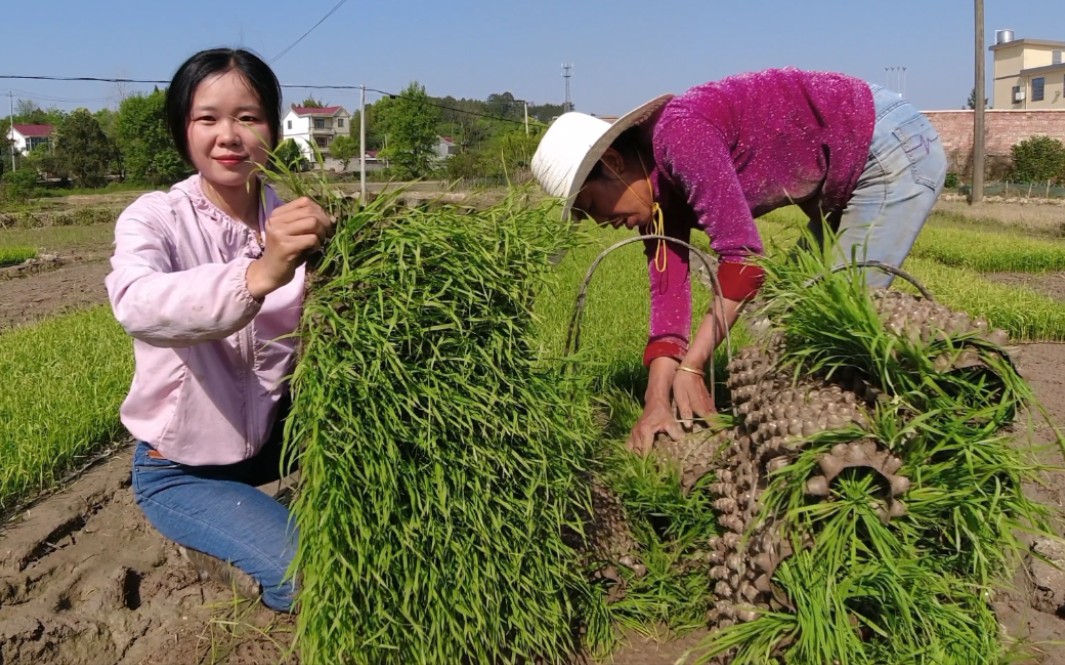 [图]江西农村插秧新方法，不用弯腰就能把秧种好，媳妇这手速太利索了