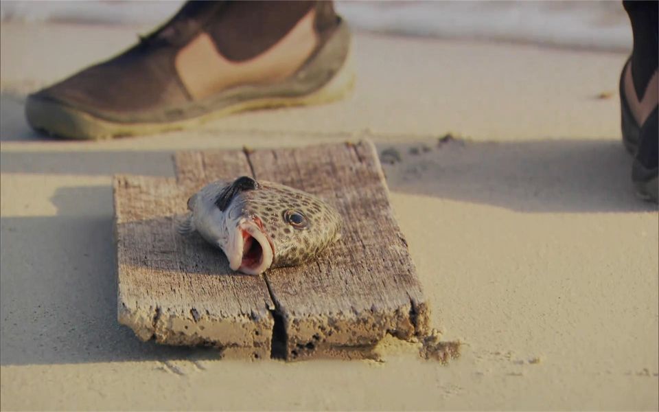 【丛林野食王】荒野厨师和猎人来到荒岛捕捉海鲜,烤着就是香!