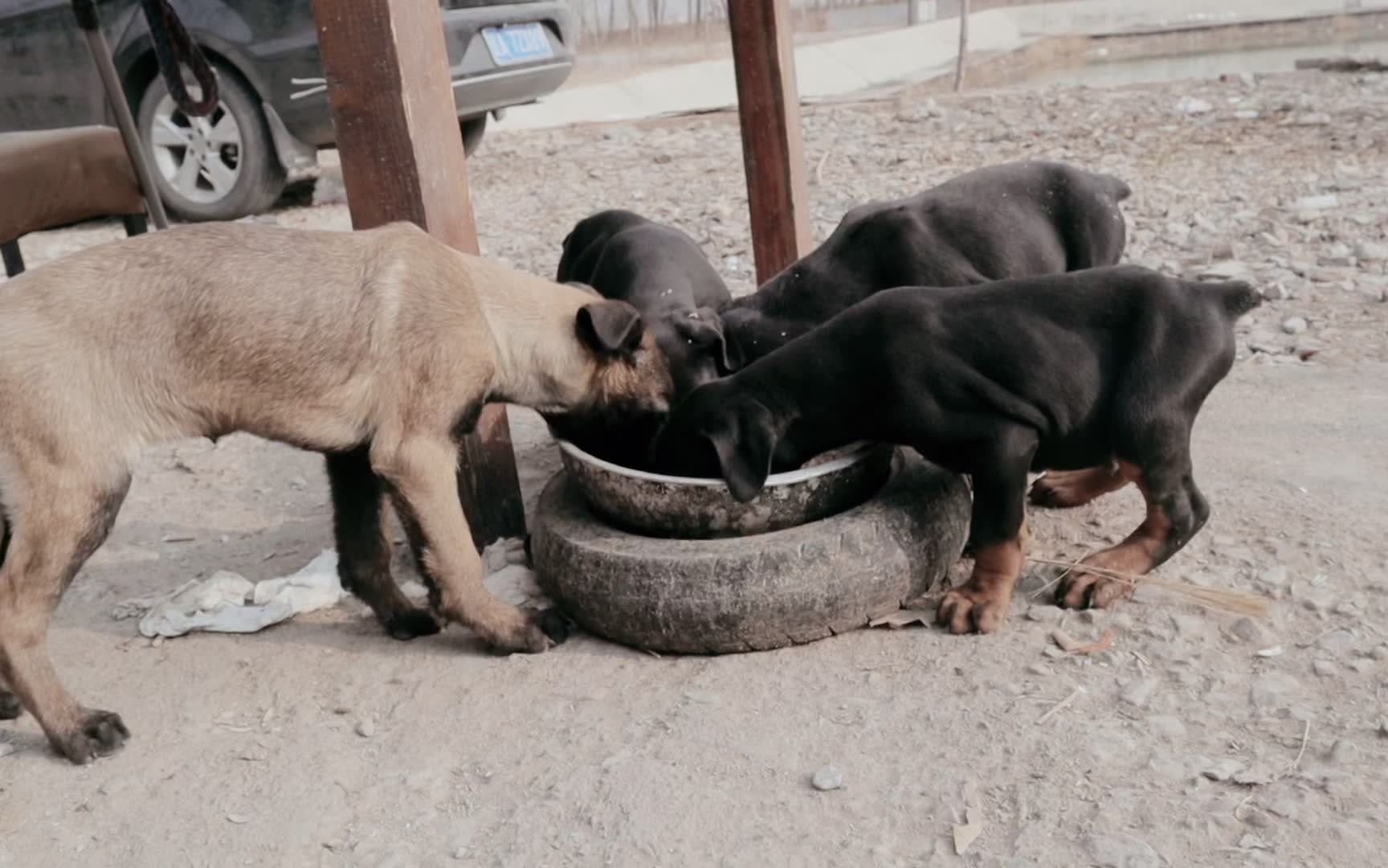 马犬与杜宾生的串图片图片