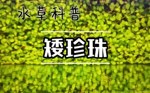 Download Video: 【水草科普？】养啥说啥：矮珍珠，日本矮珍珠？