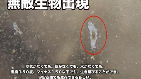Youtube 微生物田土水槽里发现了地上最強的究极生物 水熊虫 ０１０ 哔哩哔哩