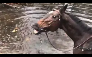 Скачать видео: 马玩水后露齿一笑并放了几个响屁 逗得主人哈哈大笑