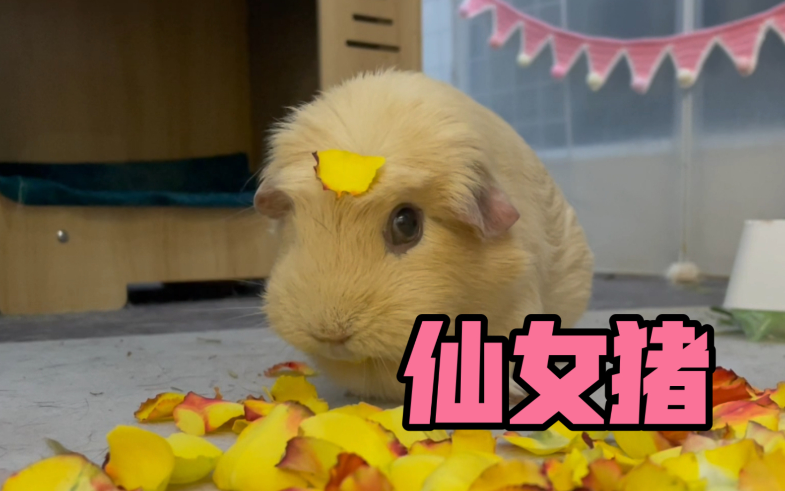 对啊我就是吃花瓣长大的仙女猪猪昂