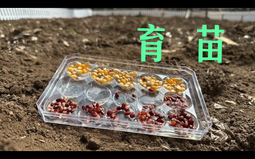 Maize Seedlings 育苗哔哩哔哩bilibili