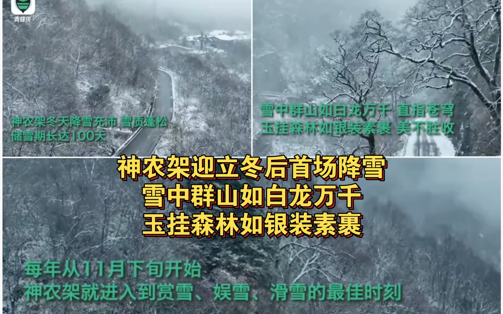 [图]神农架迎立冬后首场降雪 雪中群山如白龙万千,玉挂森林如银装素裹