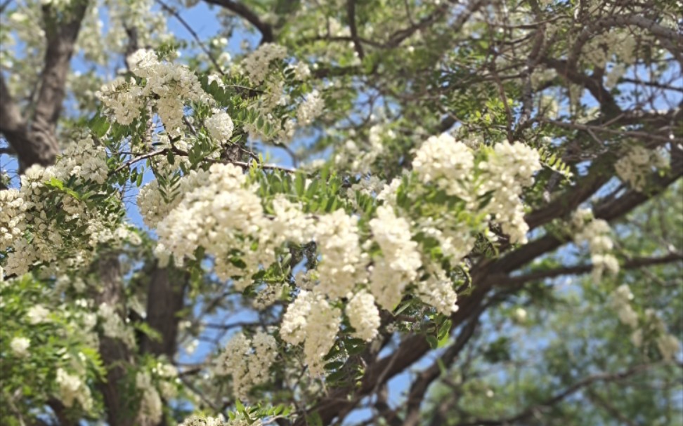 [图]槐树花开