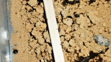 近缘盲切叶蚁基本蚁土分离