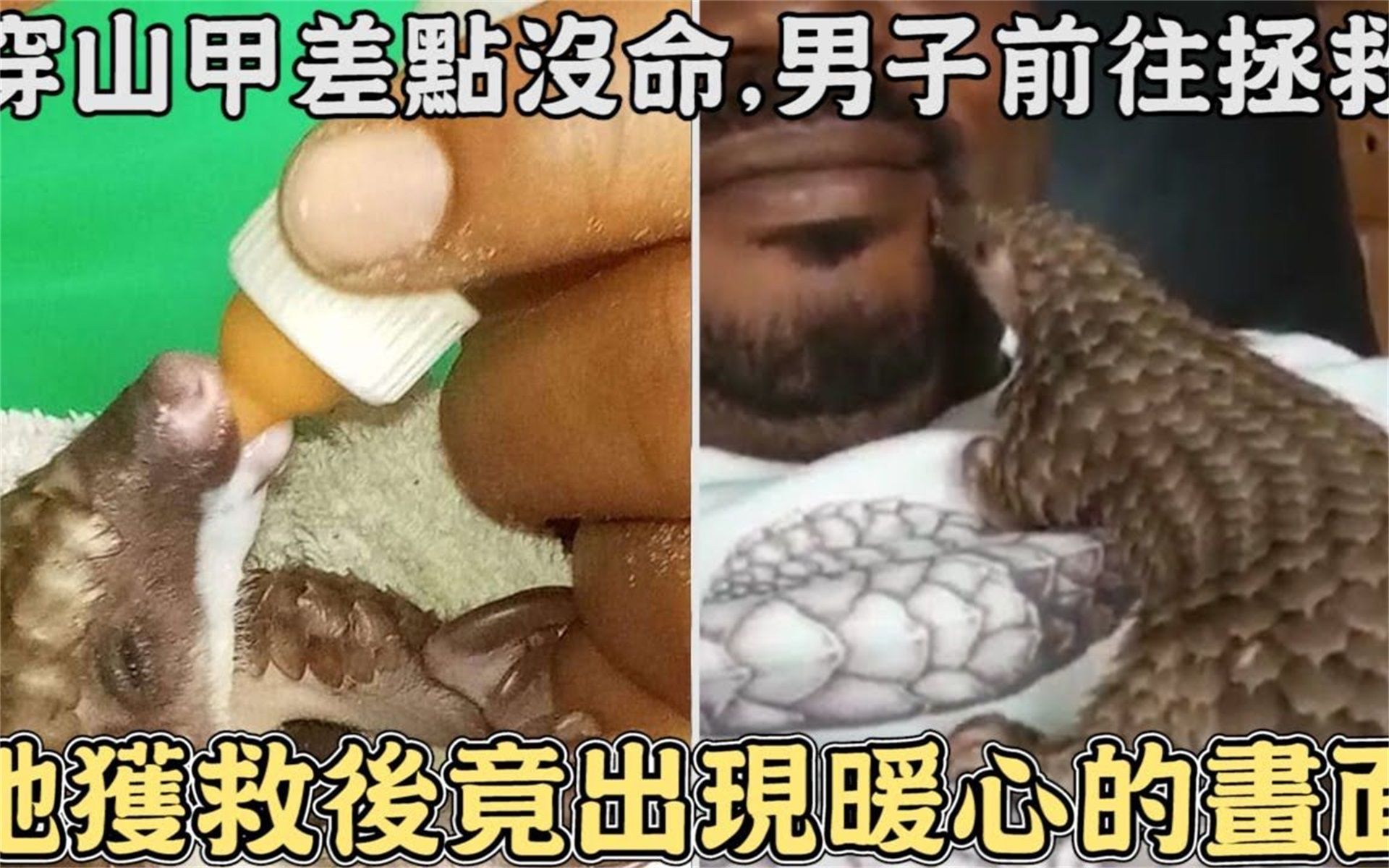 [图]穿山甲差点沒命,男子前往拯救,穿山甲获救后竟出现暖心的画面!