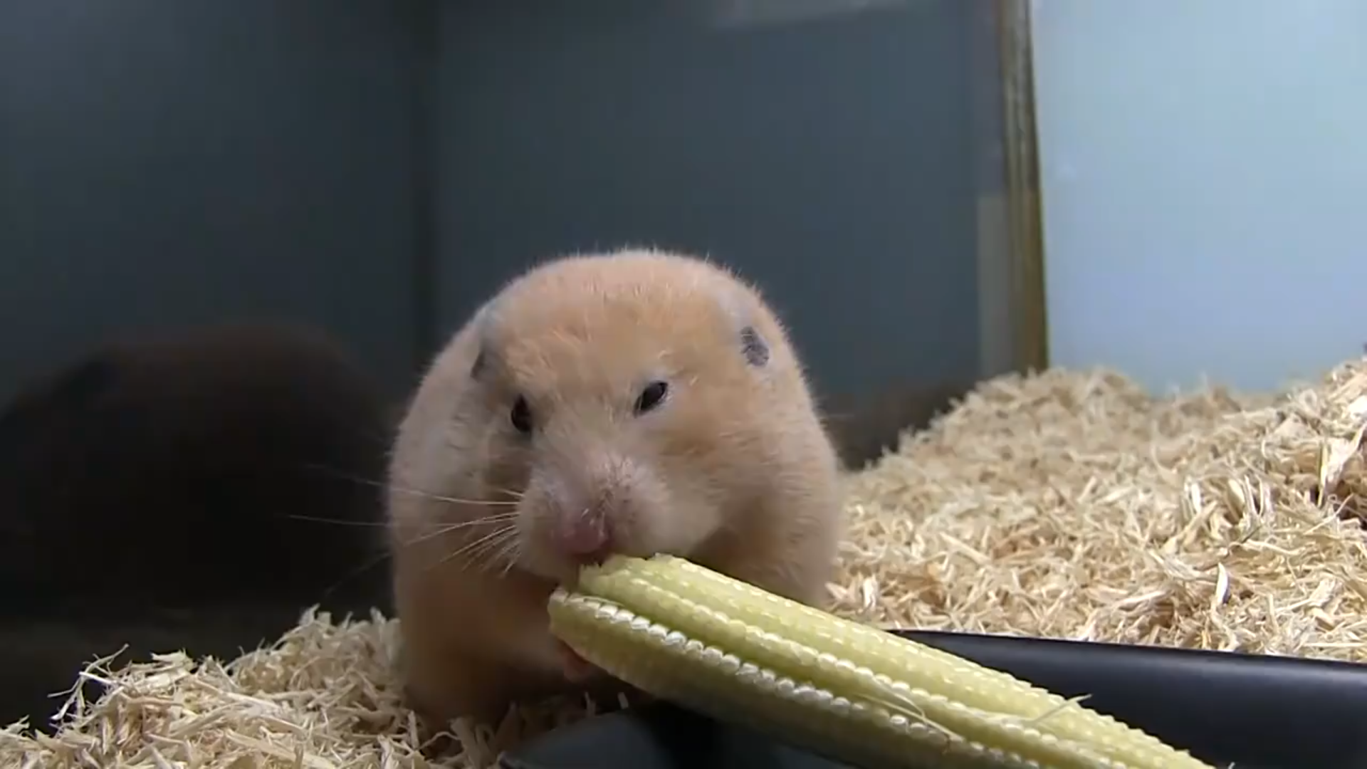 仓鼠表演如何一口吃玉米